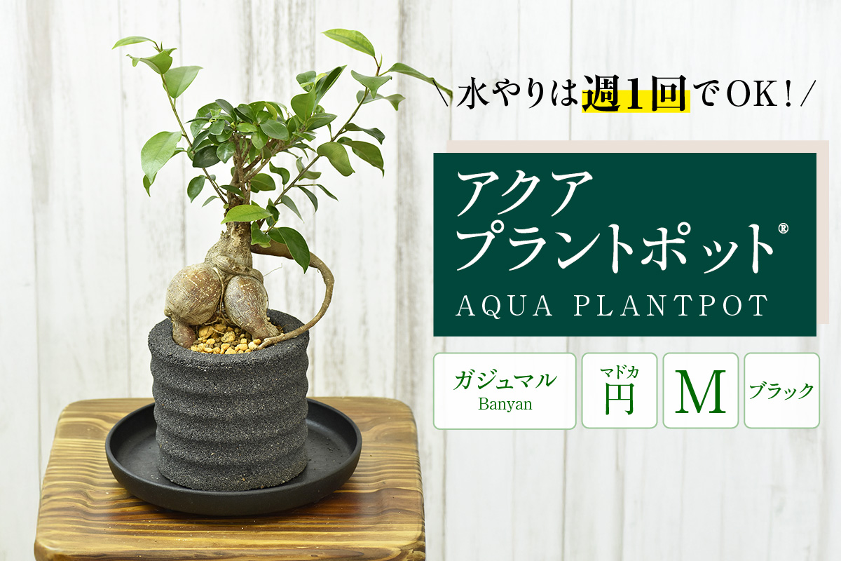 アクアプラントポット®　円Ｍ（ブラック） 植木鉢　ガジュマル（2100）