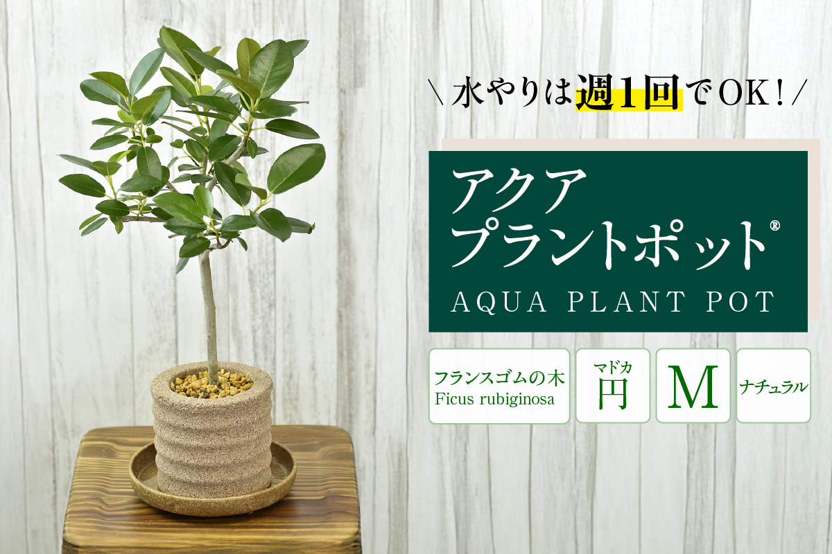 アクアプラントポット®　円Ｍ 植木鉢　フランスゴムの木（2101）