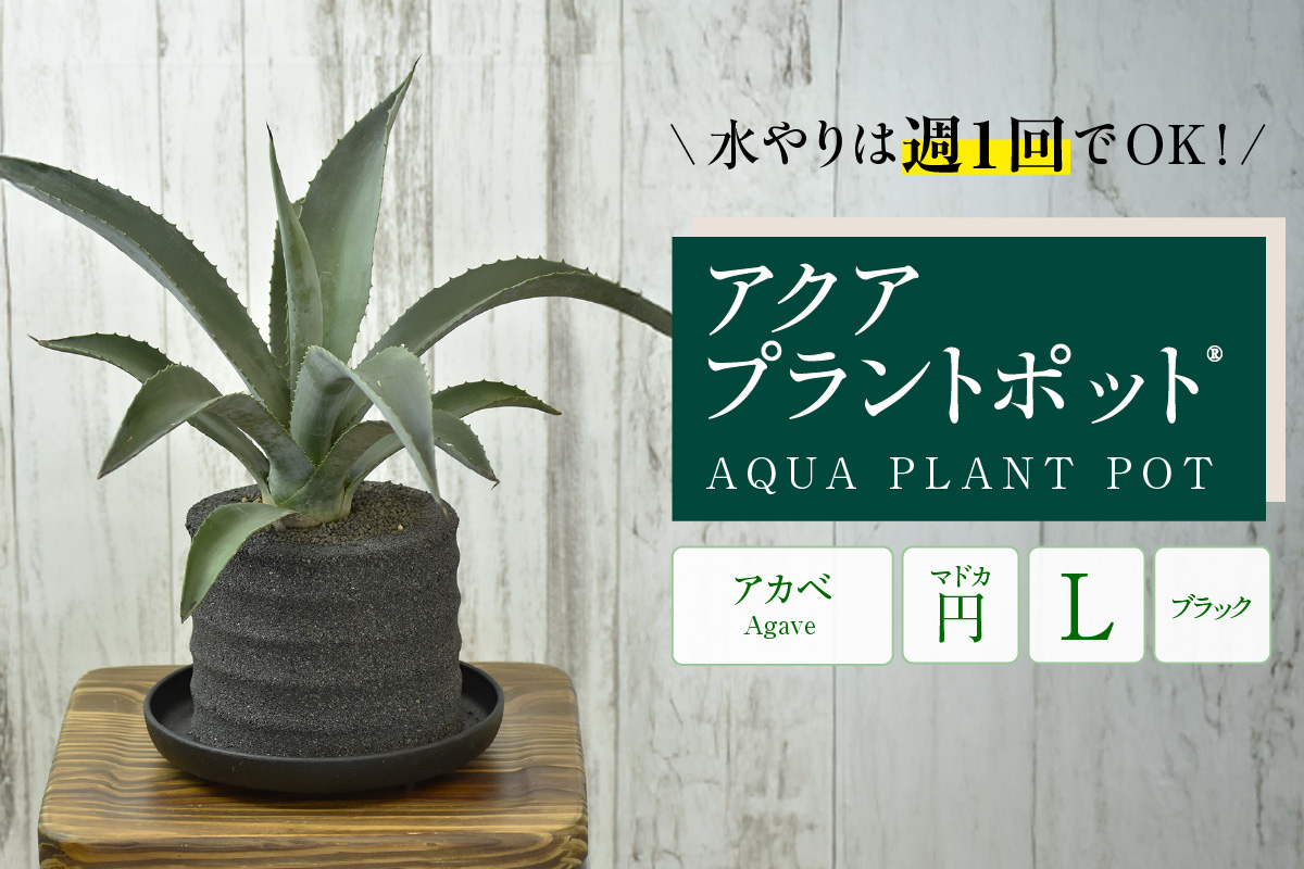 アクアプラントポット®　円Ｌ（ブラック） 植木鉢　アガベ（2102）