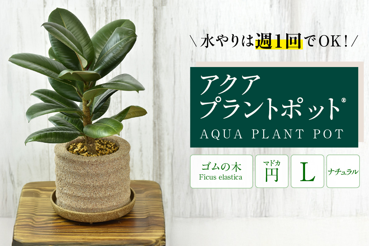 アクアプラントポット®　円Ｌ 植木鉢　ゴムの木（2103）