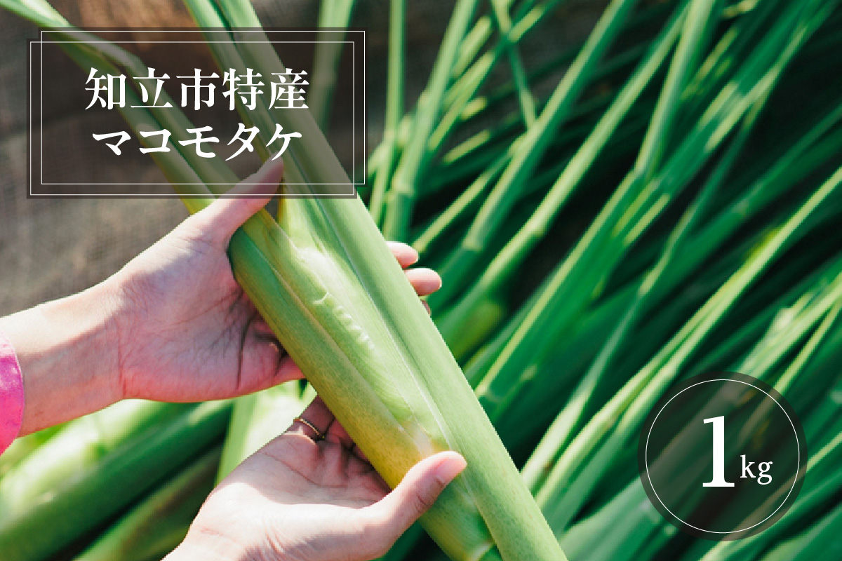 知立市特産　マコモタケ(1kg)　（6～8本）（2158）