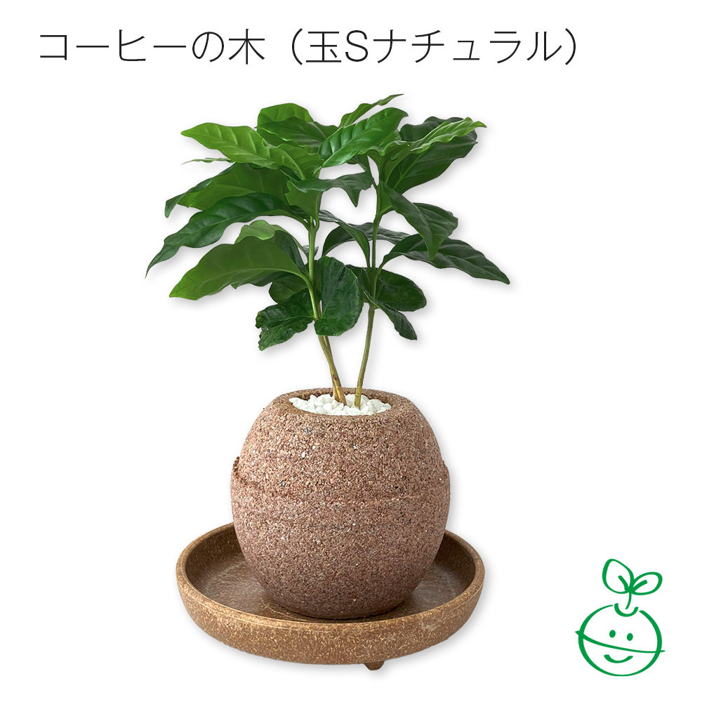 アクアプラントポットR 玉S 植木鉢コーヒーの木(1649)