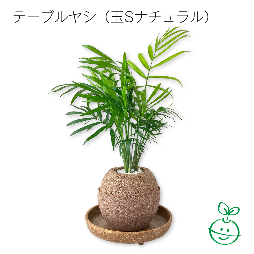 アクアプラントポットR 玉S 植木鉢テーブルヤシ(1650)