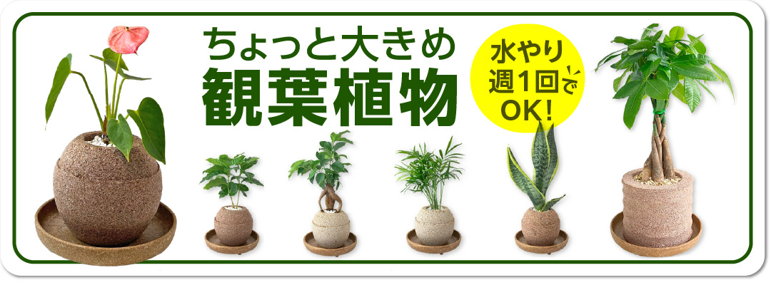 【こもれび】アクアプラントポット