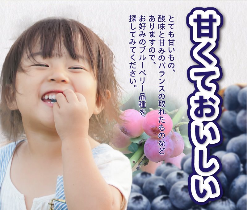 ブルーベリー摘み取り体験 お土産パック付