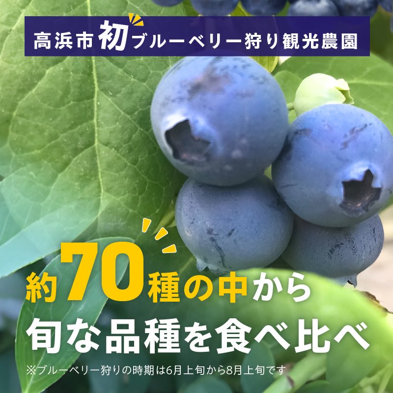ブルーベリー摘み取り体験 お土産パック付