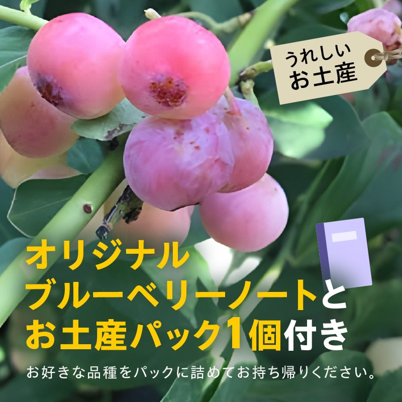 ブルーベリー摘み取り体験 お土産パック付