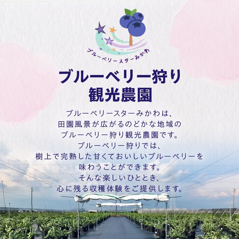 ブルーベリー摘み取り体験 お土産パック付