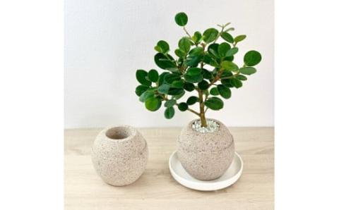 アクアプラントポットHACHI「玉(ｷﾞｮｸ)」白