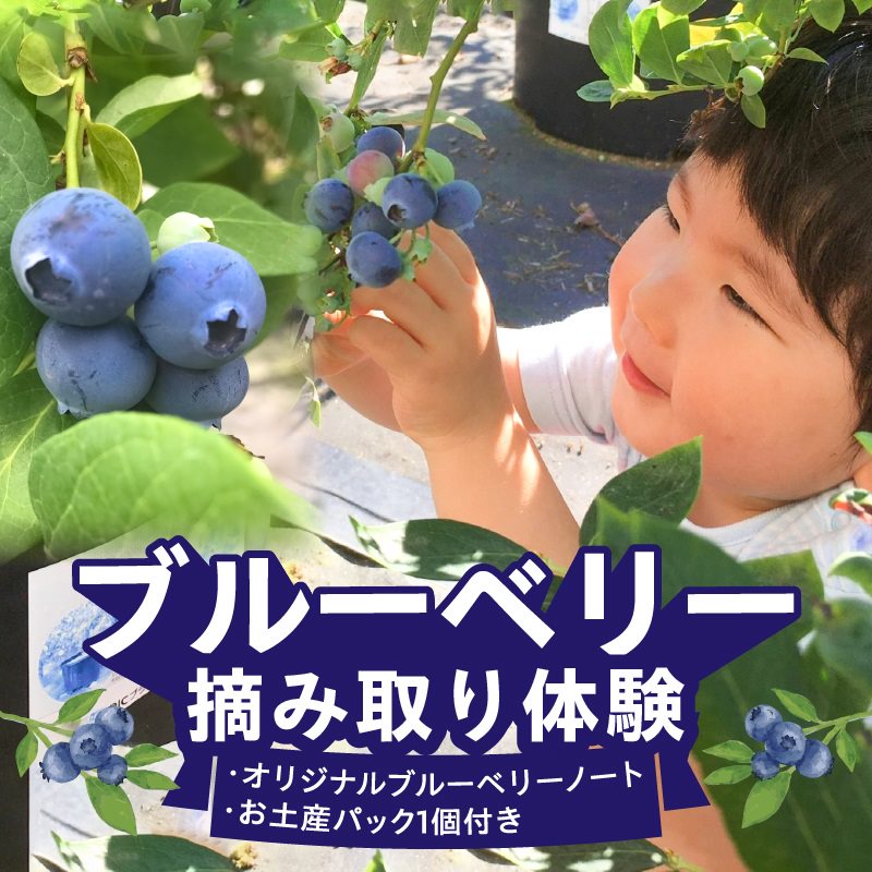 ブルーベリー摘み取り体験 お土産パック付