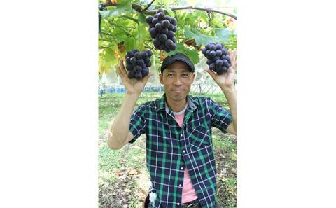 季節のぶどう3房セット 果物 果物類 ブドウ フルーツ