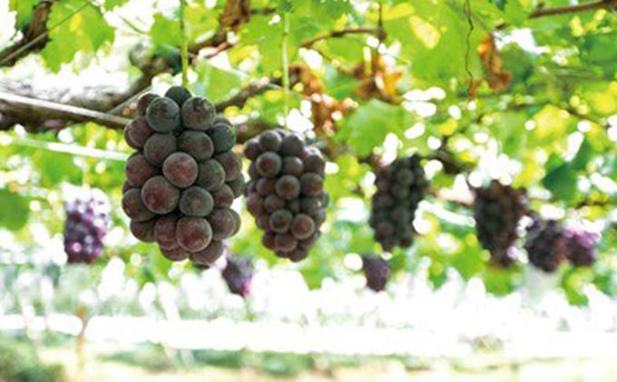 ぶどう農家浅桑園のこだわりぶどうジュースセット