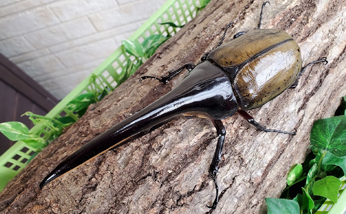 ヘラクレスオオカブト 成虫 オス 1匹 130～140mm台 カブトムシ 昆虫 生き物 生体 虫 プレゼント 贈り物 ギフト 子供 男の子 かっこいい 愛知 愛知県 日進市