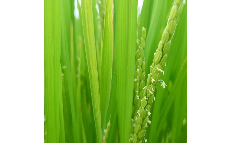 お米 特別栽培れんげ米 日進市産米 1.5kg×1袋 米 コメ 精米 白米 あいちのかおり 特別栽培米 れんげ草 日進市 愛知県