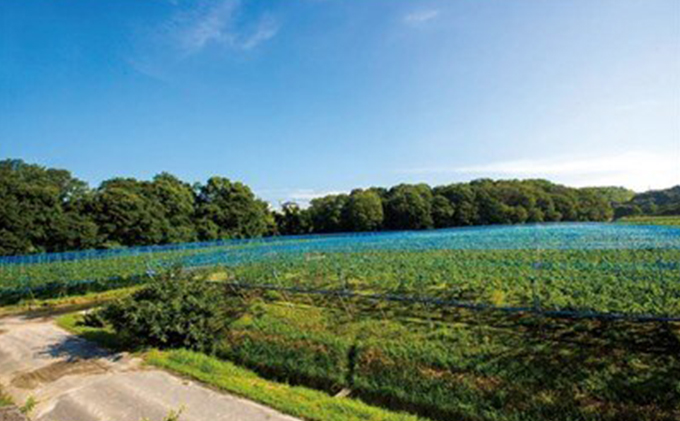 ぶどう農家浅桑園のこだわりぶどうジュースセット