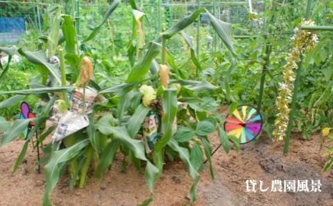 下田ビレッジ農園1年ご利用券