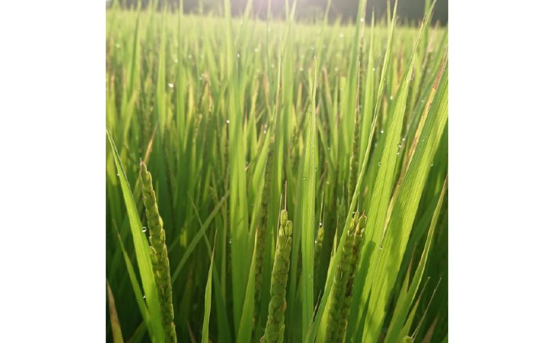 特別栽培米　日進市産もち米　5kg×1