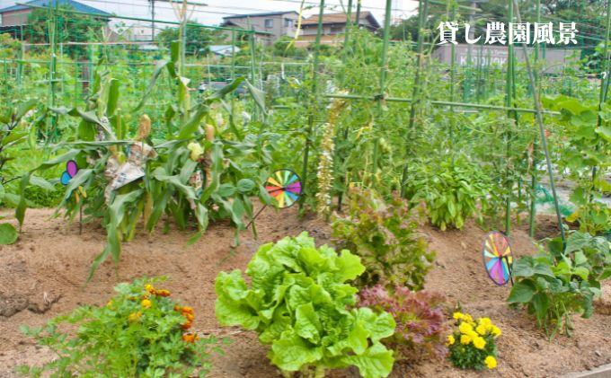 下田ビレッジ農園 半年間（6ヶ月間） ご利用券