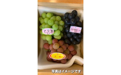 季節のぶどう3房セット 果物 果物類 ブドウ フルーツ