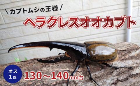 ヘラクレスオオカブト 成虫 オス 1匹 130～140mm台 カブトムシ 昆虫 生き物 生体 虫 プレゼント 贈り物 ギフト 子供 男の子 かっこいい 愛知 愛知県 日進市