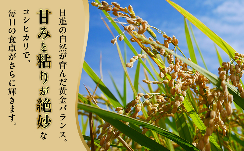 令和7年度産 コシヒカリ さかたのお米 日進市産 3kg お米 白米 ライス 精米 ご飯 おにぎり お弁当 和食 もっちり 粘り 強い 甘み 旨み
