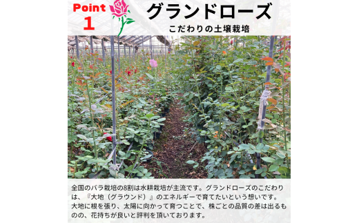 バラの花束 グランドブーケ 50本 バラ 薔薇 ローズ 母の日 結婚式 卒業式 花束 観賞用 ギフト プレゼント 贈り物 贈答用 自分用 誕生日 植物 花 フラワー 癒し フラワーバレンタイン はな 華 産地直送 田原市 送料無料 28000円