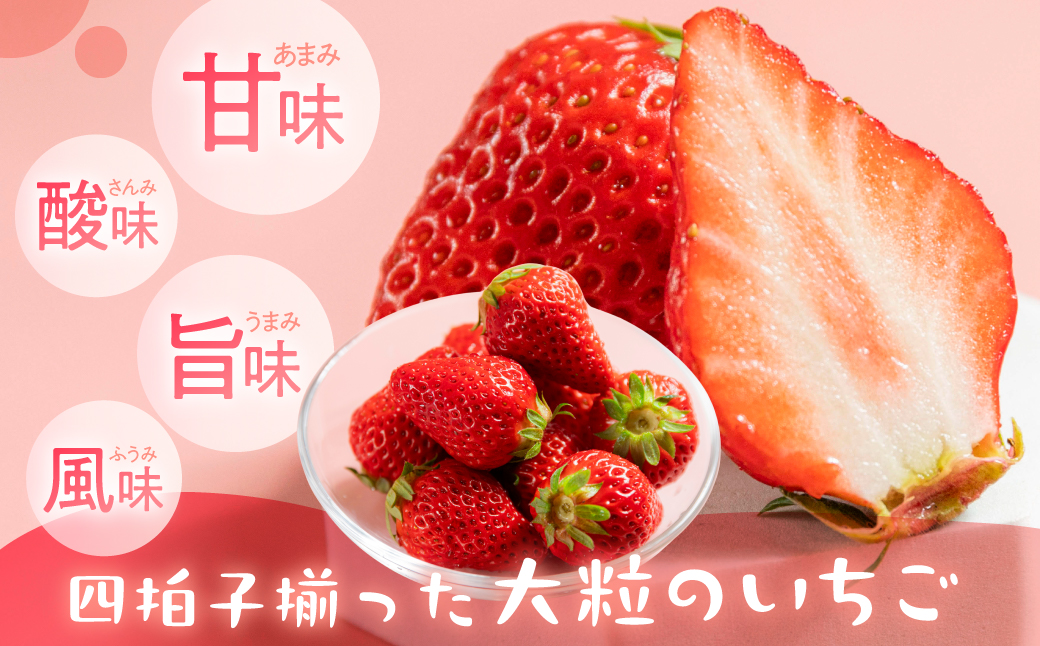 ≪先行予約≫ 苺園 ほんだびれっじの苺 4パック 計約1200g (約300g×4) 激甘 イチゴ いちご 1.2kg