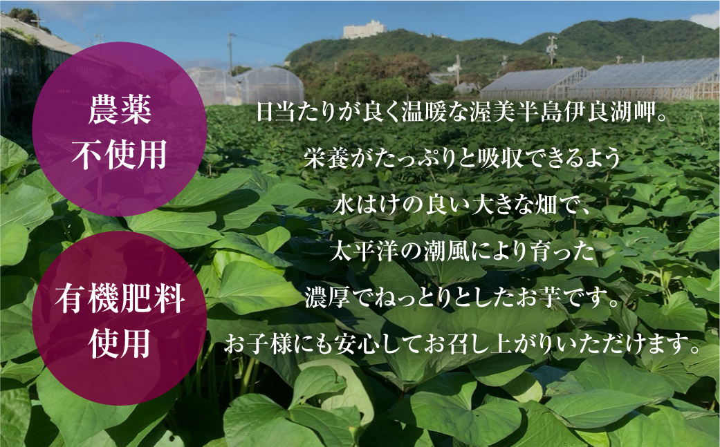 【先行予約】訳あり さつまいも 5kg サイズ無選別 紅はるか 田原市 渥美半島 サツマイモ 芋 焼芋 やきいも 焼き芋 おやつ