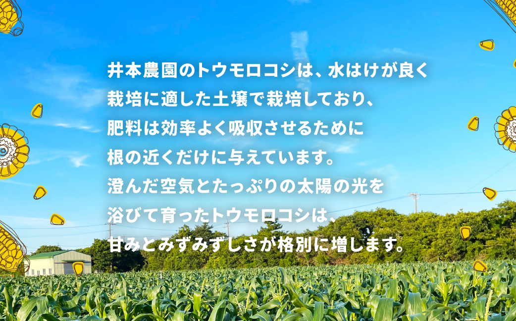 【先行予約】井本農園の朝採れトウモロコシ 12本 とうもろこし デザート 農家直送 送料無料 朝採れ コーン 野菜 キャンプ BBQ バーベキュー おやつ 田原市 渥美半島 愛知県 夏 旬