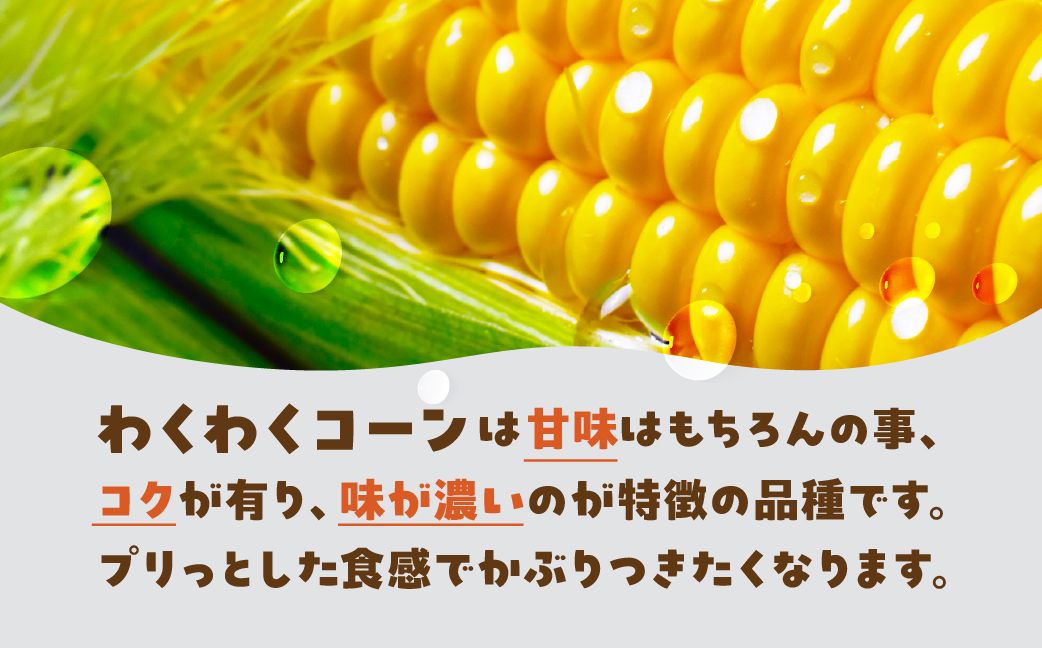 朝採れ即発送！大橋農園のトウモロコシ わくわくコーン 12本 大きい とうもろこし トウモロコシ コーン 新鮮 朝採れ 即発送 農家直送 送料無料 渥美半島 田原市 愛知県