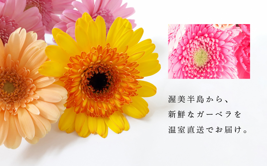 近藤フラワーガーデン 農園直送 ガーベラ切花30本　生花 ギフト プレゼント 愛知県 田原市