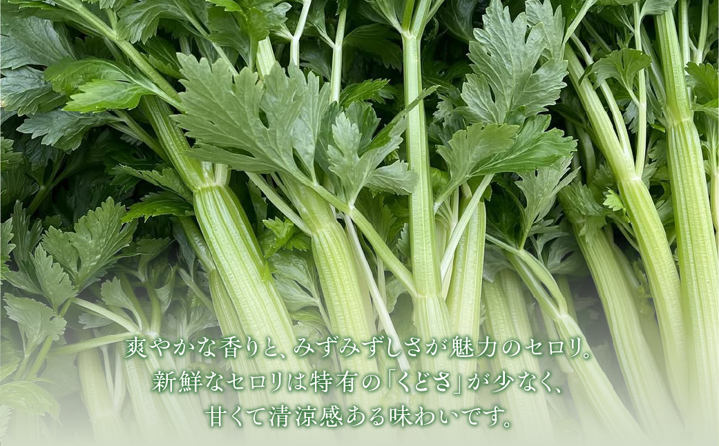 【先行予約】すず農園 すず農園 セロリ 1株 本物のセロリ 野菜 新鮮 農家直送 サラダ スープ セロリ 香味野菜 旬 愛知県 田原市 渥美半島 県内 1位
