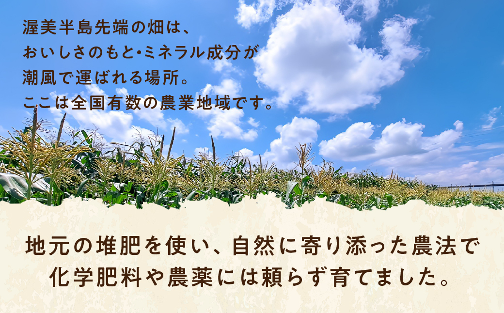 【先行予約】自然の恵みで育った 朝どりとうもろこし 6本 とうもろこし 朝採り トウモロコシ コーン 農家直送 旬 期間限定 野菜 ノンケミカル 6月 7月 愛知県 田原市 渥美半島 冷蔵 送料無料