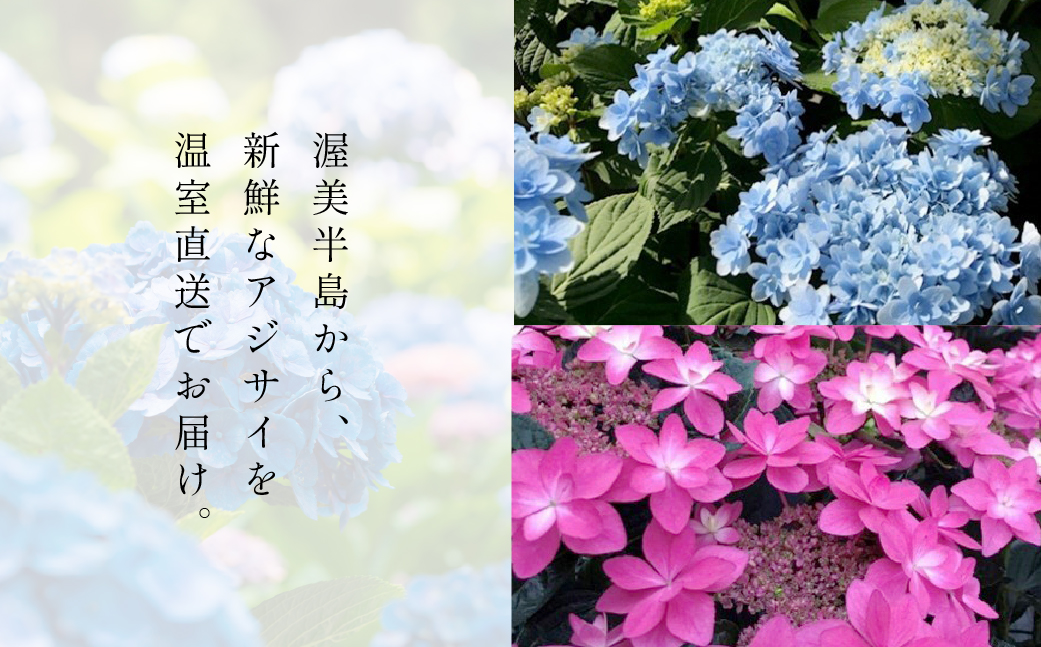 日本一の花のまち田原市！！ 生産者直送 アジサイ ５号鉢 おまかせ 生花 ギフト プレゼント 愛知県 田原市