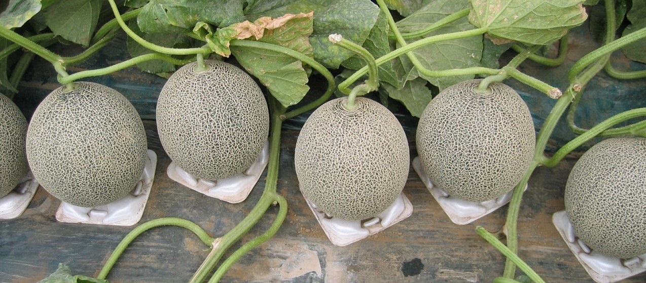 【先行予約】タカミメロン 4 ～ 6玉 入り （ 3L ～ L ）メロン フルーツ 果物 愛知県 田原市 渥美半島 お取り寄せ ギフト 贈り物 プレゼント 贈答 贈答用