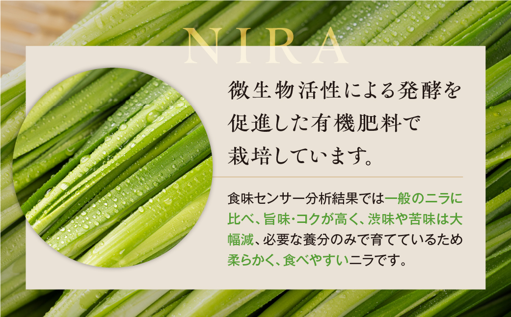 横地愛菜園の 香りニラ 1kg ニラ 小分け 国産 1kg 餃子 もつ鍋 野菜炒め に 野菜 旬 料理 葉物野菜 にら 愛知県 田原市 渥美半島