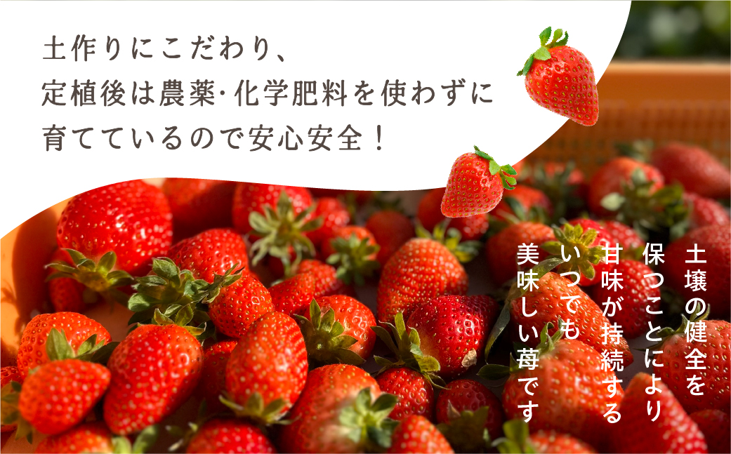【先行予約】安心安全！職人が作るおまかせ苺 2種 食べ比べセット いちご 苺 おまかせ のため 訳あり 食べ比べ セット 安心 安全 国産 愛知県 田原市 渥美半島