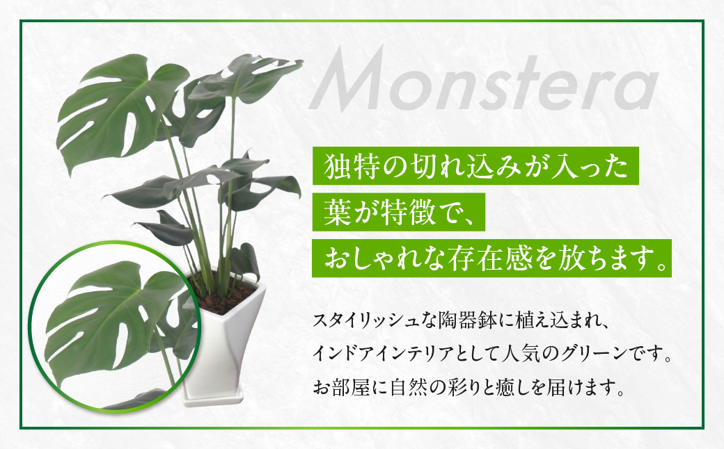 モンステラ 6号鉢 観葉植物 植物 6号鉢 人気 おしゃれ かわいい お手入れ 室内 大鉢 中型 インテリア リビング 玄関 寝室 キッチン オフィス プレゼント ギフト 新居 入居 インテリアグリーン グリーン 緑 植物