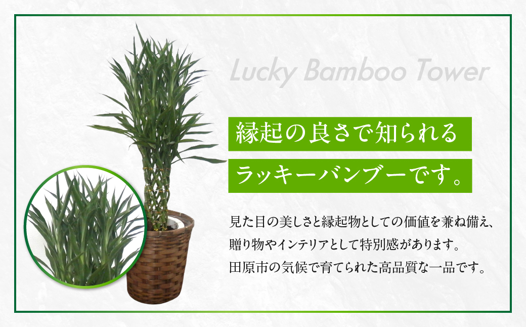 ラッキーバンブータワー 観葉植物 植物 7号鉢 人気 バンブー 竹 おしゃれ かわいい お手入れ 室内 大鉢 中型 インテリア リビング 玄関 寝室 キッチン オフィス プレゼント ギフト 新居 入居 インテリアグリーン グリーン 緑 植物