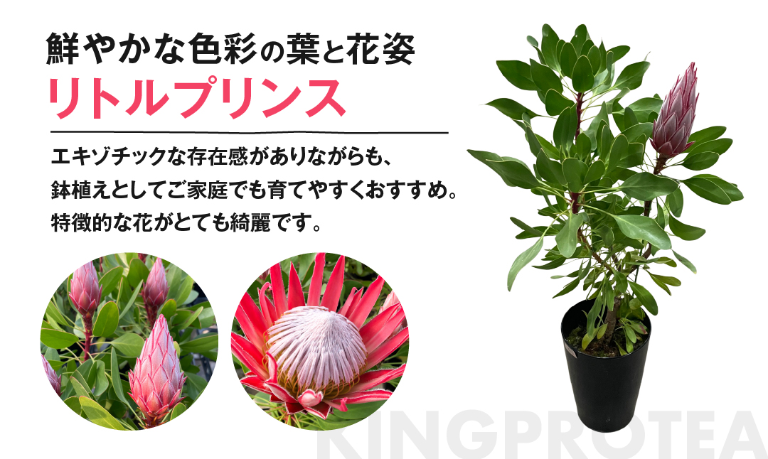 プロテア リトルプリンス 6号サイズ 1鉢 ワタライ園芸 プロテア 観葉植物 花 鉢植え 鉢 温室 植物 グリーン ガーデニング 花 フラワー