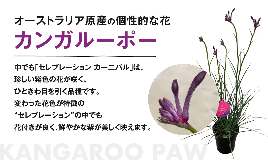 《先行予約》カンガルーポー セレブレーション カーニバル 5号サイズ 1鉢 ワタライ園芸 カンガルーポー 観葉植物 花 鉢植え 鉢 温室 植物 グリーン ガーデニング 花 フラワー