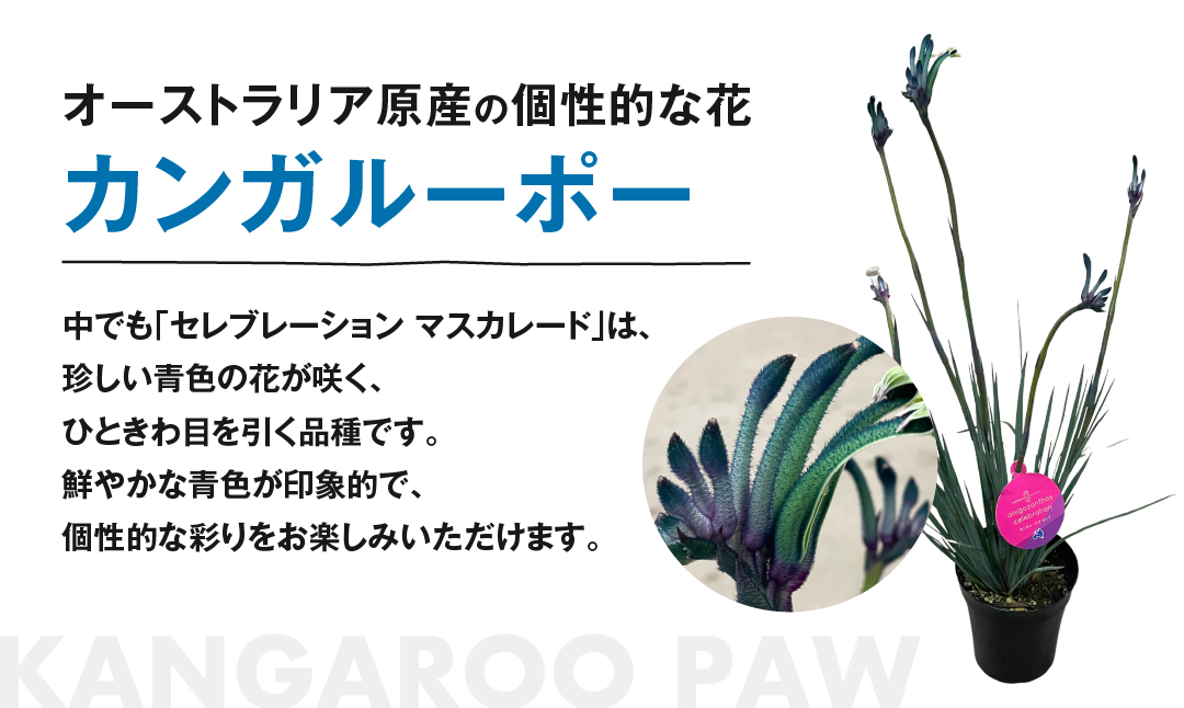 《先行予約》カンガルーポー セレブレーション マスカレード 5号サイズ 1鉢 ワタライ園芸 カンガルーポー 観葉植物 花 鉢植え 鉢 温室 植物 グリーン ガーデニング 花 フラワー