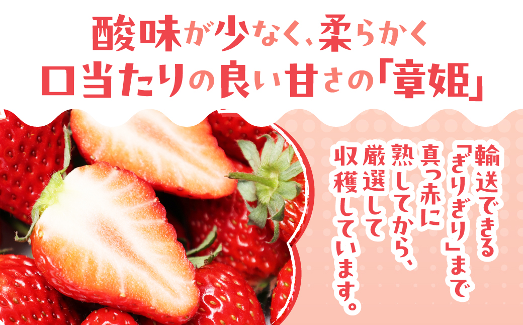 完熟いちご 18粒～24粒 いちご柄BOX いちご イチゴ 苺 章姫 大粒 ストロベリー ベリー ジャム いちごジャム イチゴジャム いちご狩り いちご園 おざきいちご園 渥美半島 愛知県 田原市