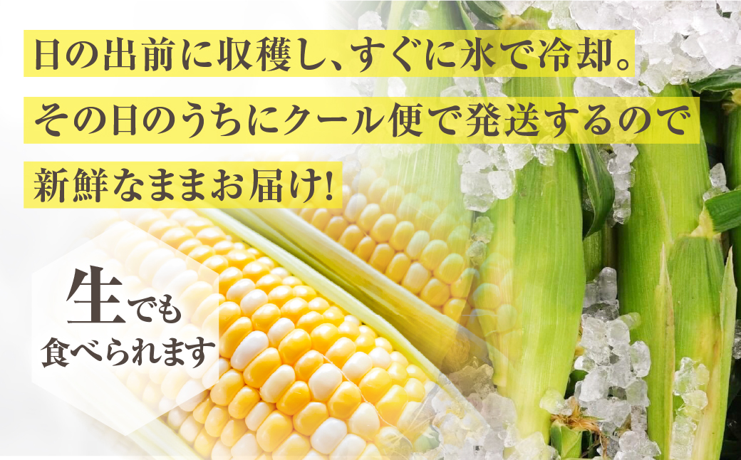 【先行予約】氷締めとうもろこし バイカラー 5本～6本 寺田さんちのとうもろこし  コーン