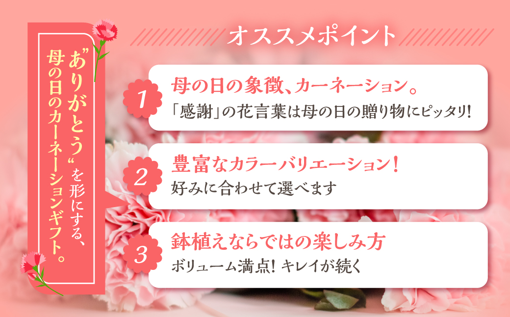 《母の日までにお届け》【さくらもなか】カーネーション 鉢植え 5号鉢 花 フラワー ギフト 母の日 贈り物 プレゼント 母 ママ お母さん ありがとう 感謝 贈答 鉢