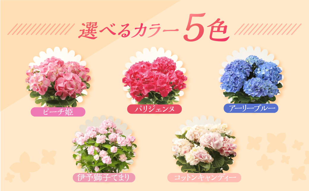 《母の日までにお届け》アジサイ【伊予獅子てまり】 アジサイ あじさい 紫陽花 花 鉢植え 鉢 鉢花 花 観葉植物 植物 5号鉢 人気 おしゃれ かわいい 母の日 プレゼント 贈り物 贈答 ギフト 冬 フラワーギフト 母の日 ありがとう お母さん 母 記念日