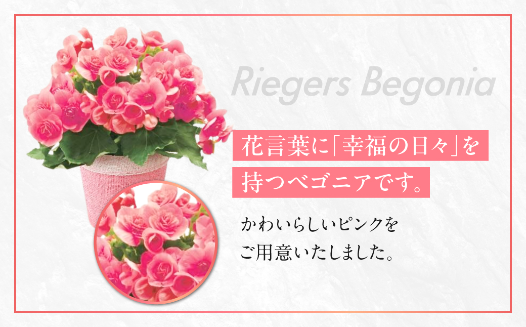 《母の日までにお届け》リーガスベゴニア ピンク ベゴニア 花 花 鉢植え 鉢 鉢花 花 観葉植物 植物 5号鉢 人気 おしゃれ かわいい 母の日 プレゼント 贈り物 贈答 ギフト 冬 フラワーギフト 母の日 ありがとう お母さん 母 記念日