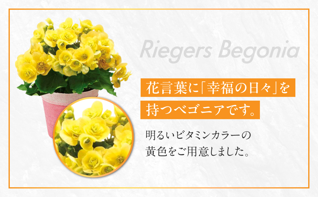 《母の日までにお届け》リーガスベゴニア イエロー ベゴニア 花 花 鉢植え 鉢 鉢花 花 観葉植物 植物 5号鉢 人気 おしゃれ かわいい 母の日 プレゼント 贈り物 贈答 ギフト 冬 フラワーギフト 母の日 ありがとう お母さん 母 記念日