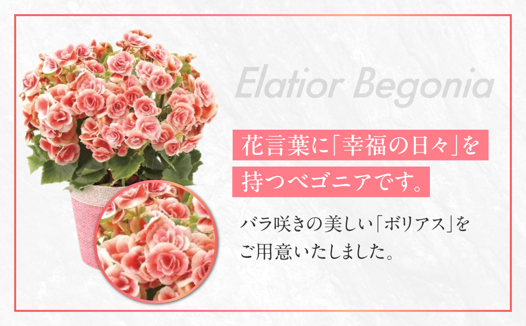 《母の日までにお届け》エラチオールベゴニア ボリアス ベゴニア 花 花 鉢植え 鉢 鉢花 花 観葉植物 植物 5号鉢 人気 おしゃれ かわいい 母の日 プレゼント 贈り物 贈答 ギフト 冬 フラワーギフト 母の日 ありがとう お母さん 母 記念日