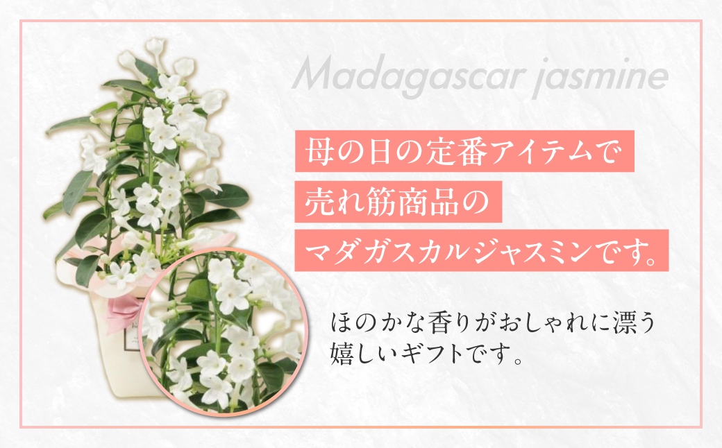 《母の日までにお届け》マダガスカルジャスミン ジャスミン 花 花 鉢植え 鉢 鉢花 花 観葉植物 植物 4号鉢 人気 おしゃれ かわいい 母の日 プレゼント 贈り物 贈答 ギフト 冬 フラワーギフト 母の日 ありがとう お母さん 母 記念日